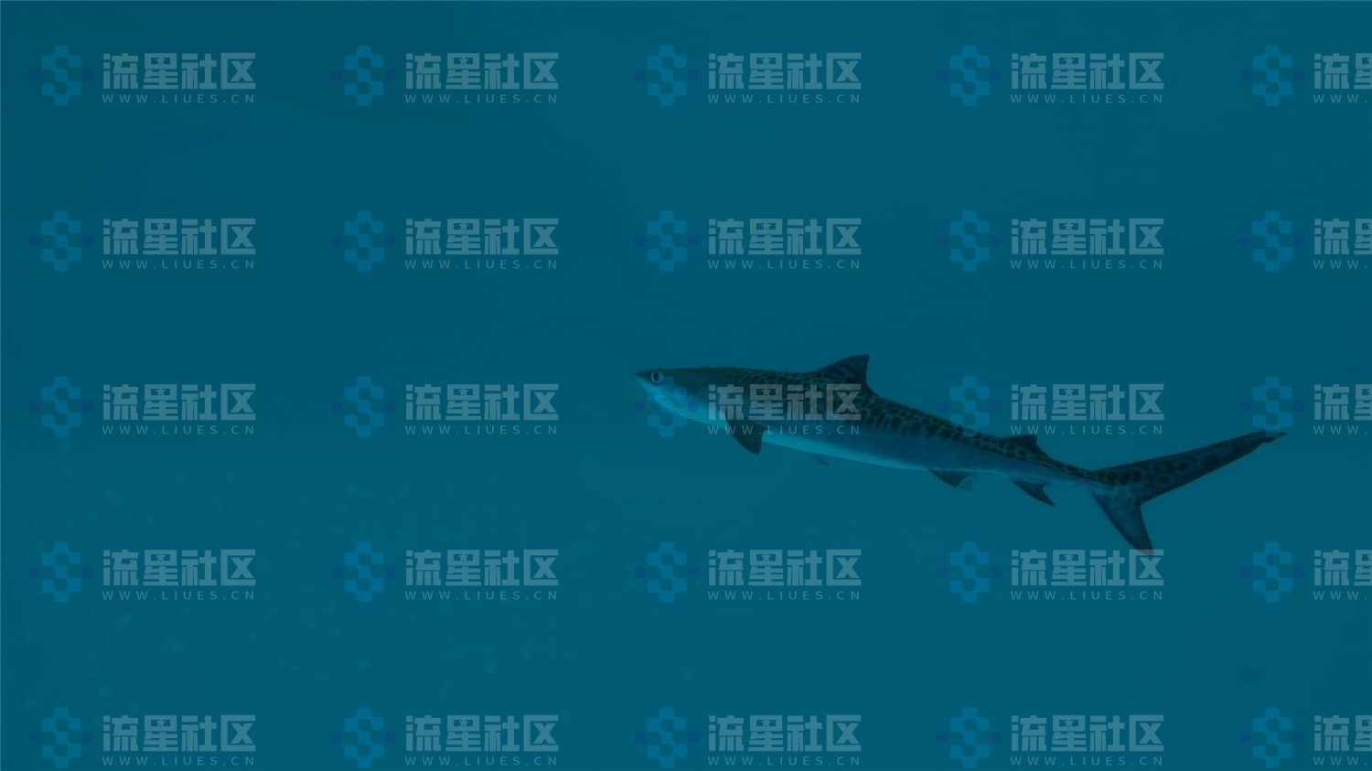 图片[5]-《终极钓鱼模拟器2》中文版-流星社区